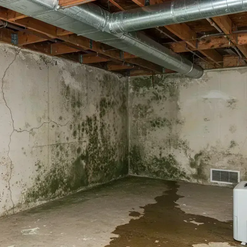 Professional Mold Removal in Genoa, IL